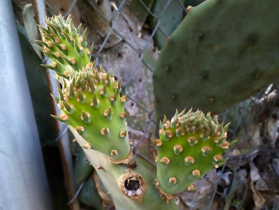 [Three small leaves on a branch with one very large flat leaf. The smaller leaves have long thick green spiny protrusions all over them. They almost look rubbery. The newer leaves are a much lighter green than the larger leaf.]